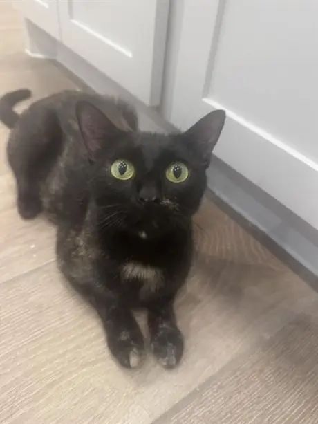 TORTELLINI
