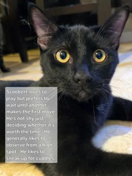 SCOOBERT