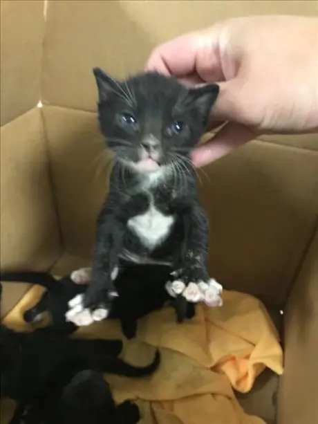 MOCHI