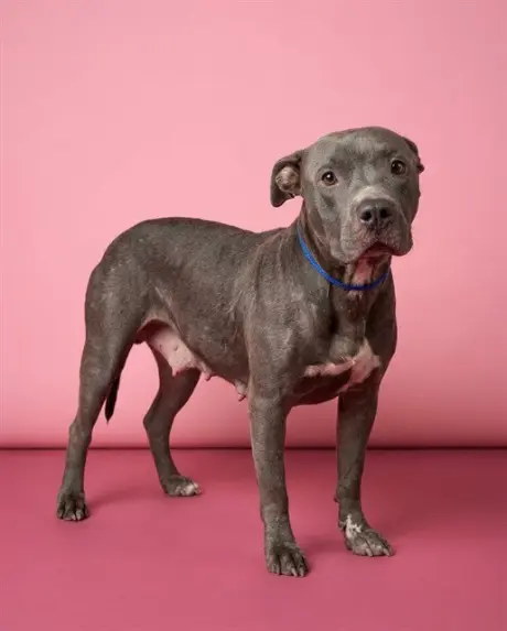 LALA