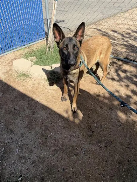 SERENA (RESCUE ONLY)