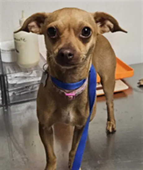CHIQUITA