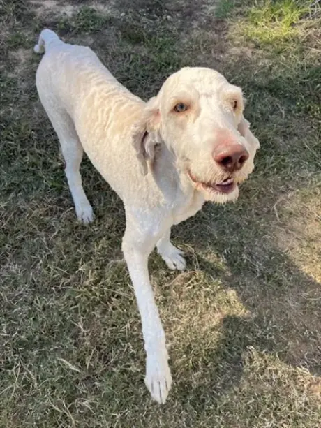 FALKOR