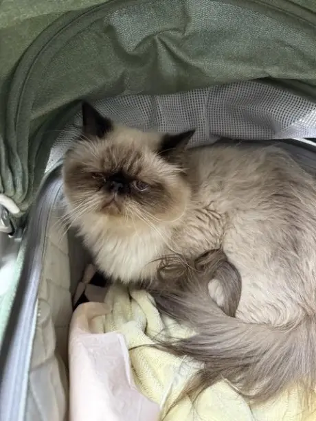 PENNY- PENDING ADOPTION