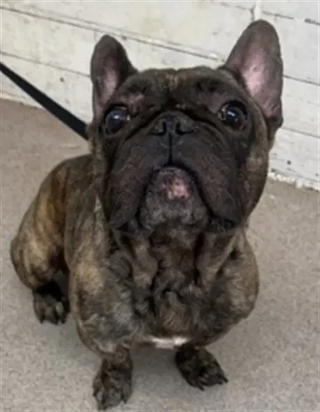 BRUTUS