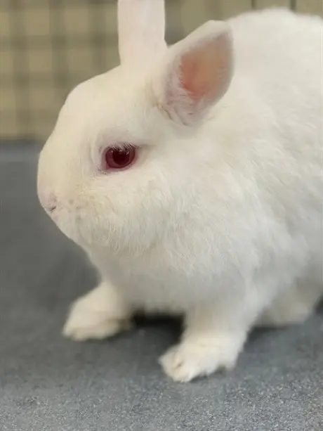 BENNY