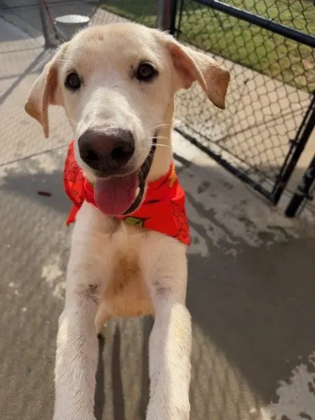 HARVEY