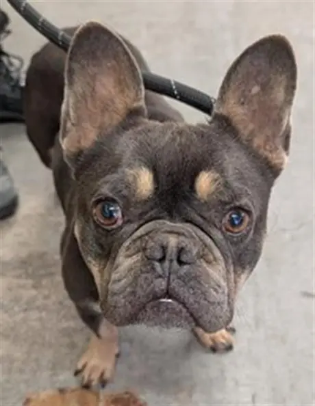 *FRANKIE