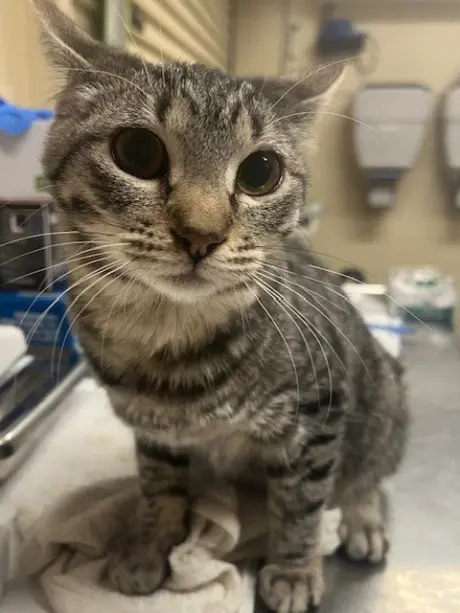 CORA