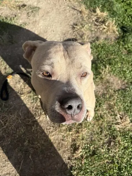 DAKOTA