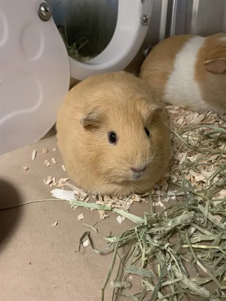 LUNA