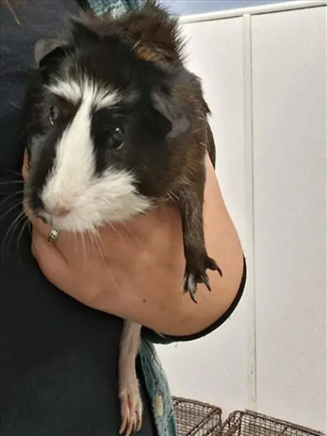 MINNIE