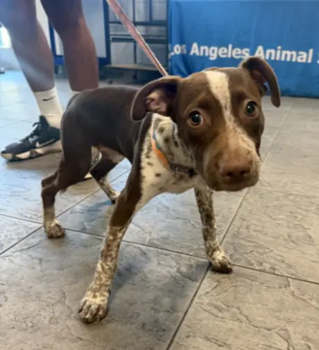 PAISLEY