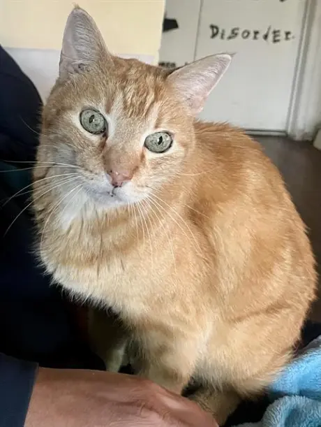 GIZMO
