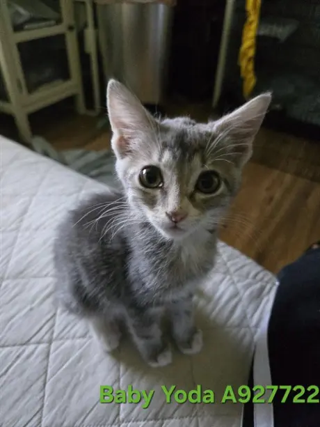 BABY YODA