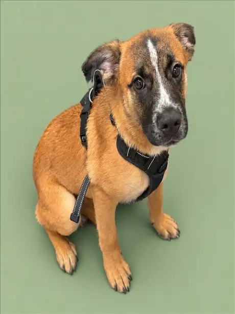KODA