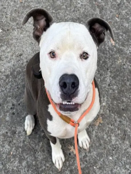 BUDDY