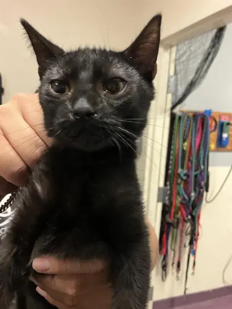 *CATDABRA