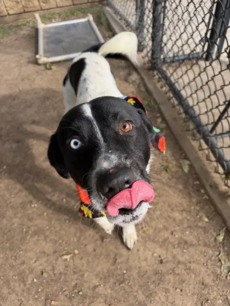 OREO