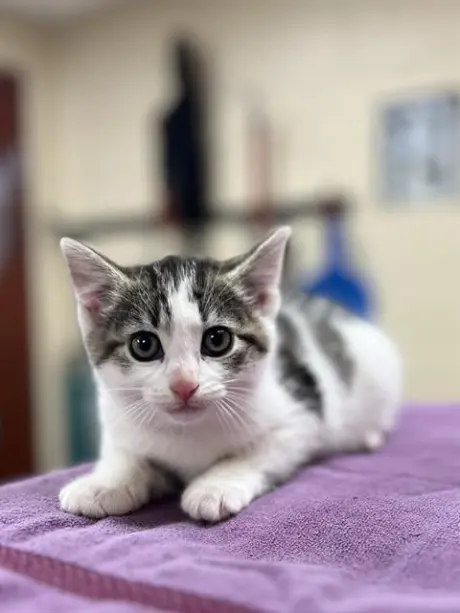 ARABELLA