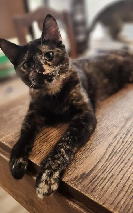 Kitten 27769 (Charlotte)