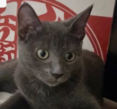 Whiskey
