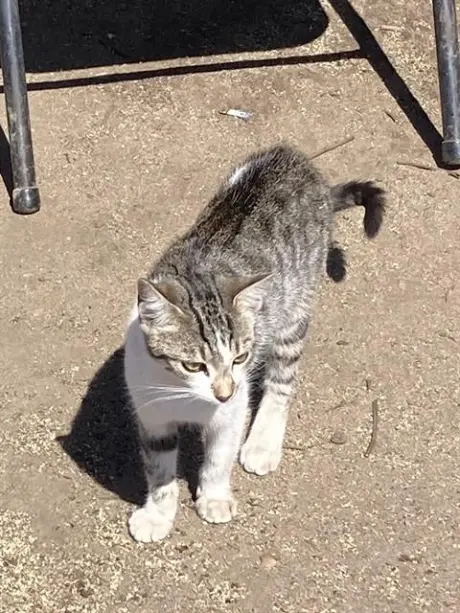 HAZEL