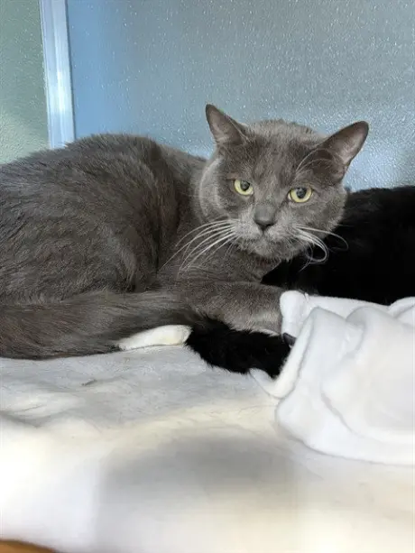 GANDALF