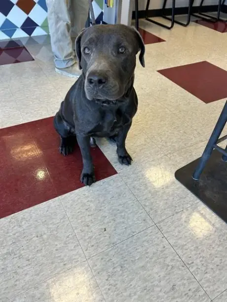 APOLLO