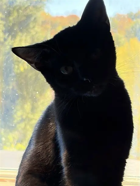 BEAN