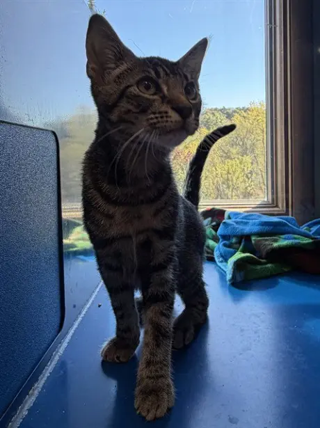 AXEL