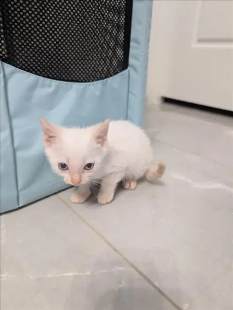 MOCHI