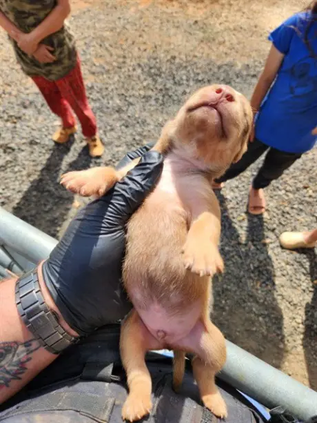 SCOOBY