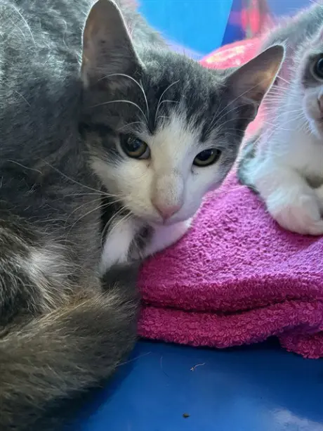 LOUIE