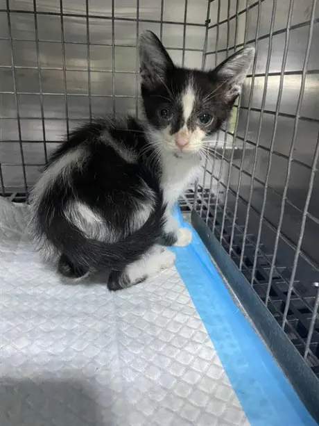 ZORRO