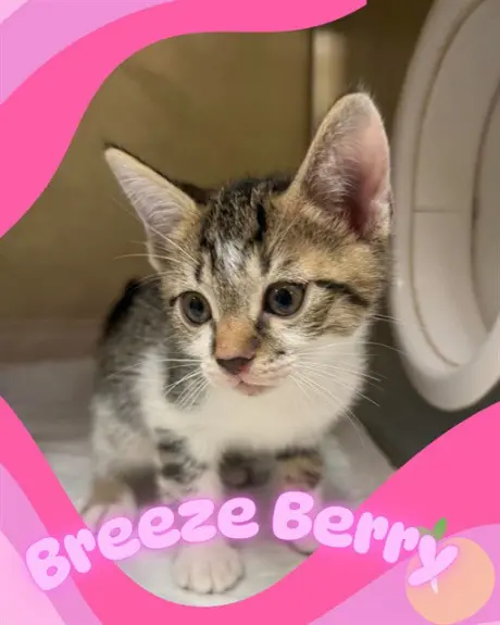 BREEZEBERRY