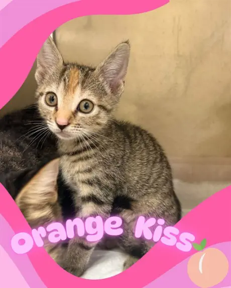 ORANGE KISS
