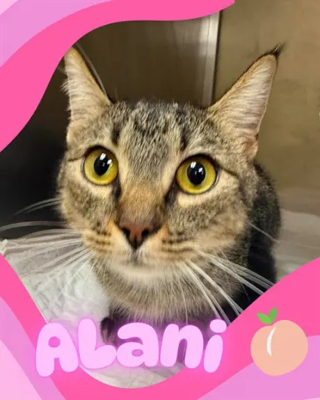 ALANI