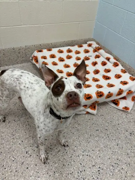 LULU