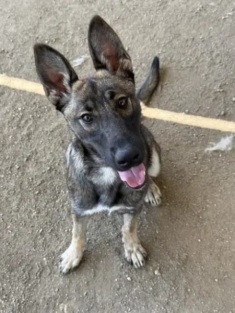XENA