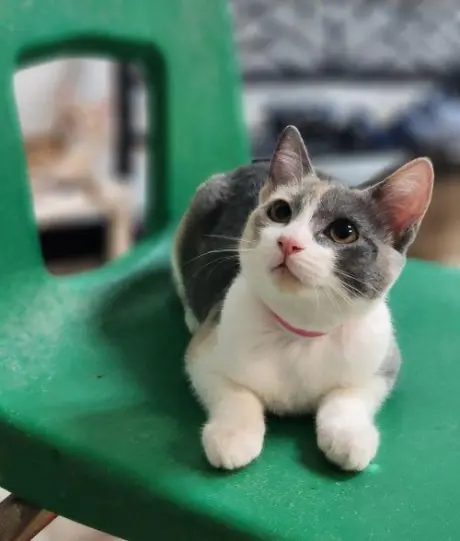 Mochi
