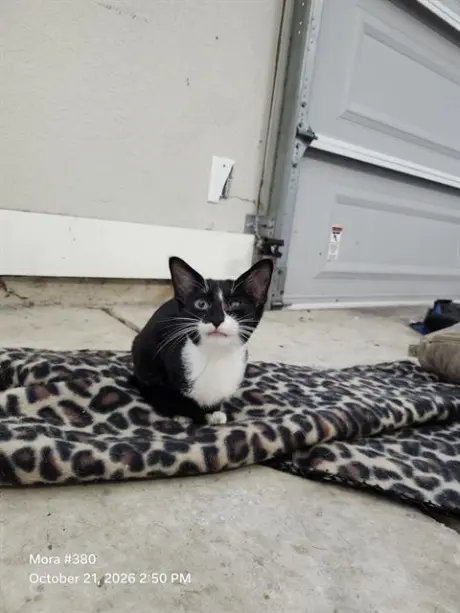 OREO