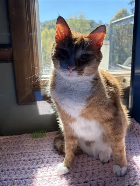 SIMON