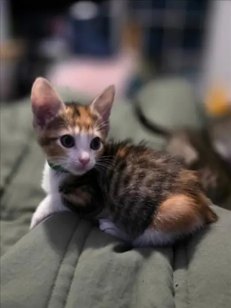 MAGGIE