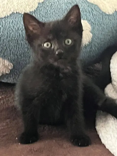 EVIE