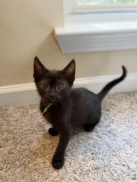 MOOSE