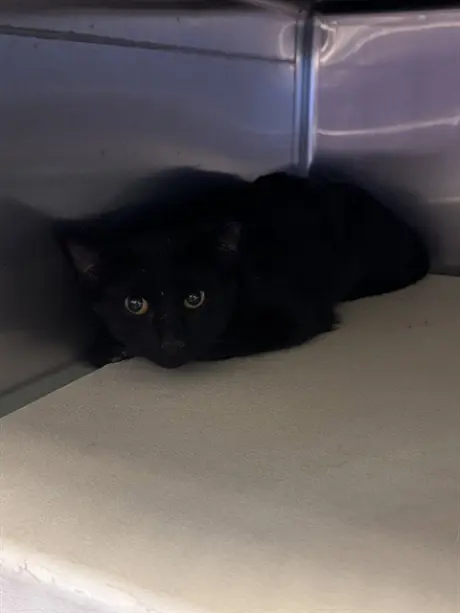 ELVIRA