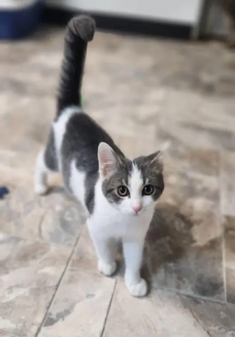Kitten 28272 (Jamie)