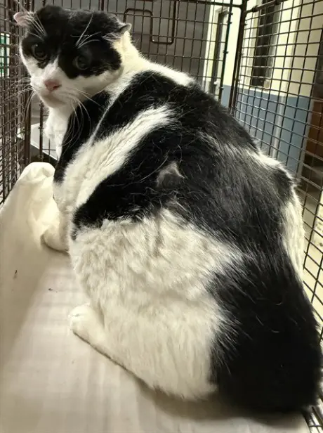 ZORRO