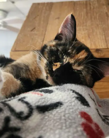 Kitten 28280 (Willa)